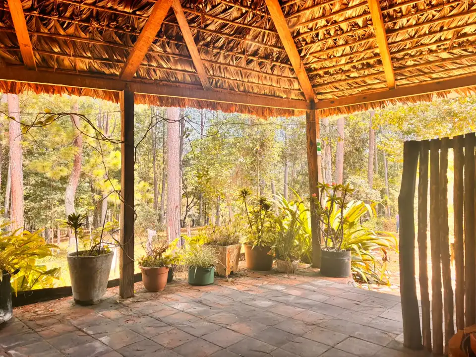 Terraza cubierta de Aguacatillo con techo de palma, plantas y vistas al bosque