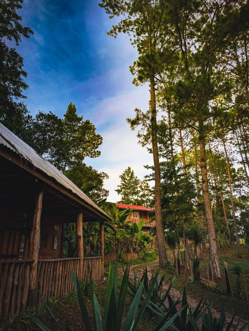 Cabañas de madera entre los pinos de Casa Misterio Verde