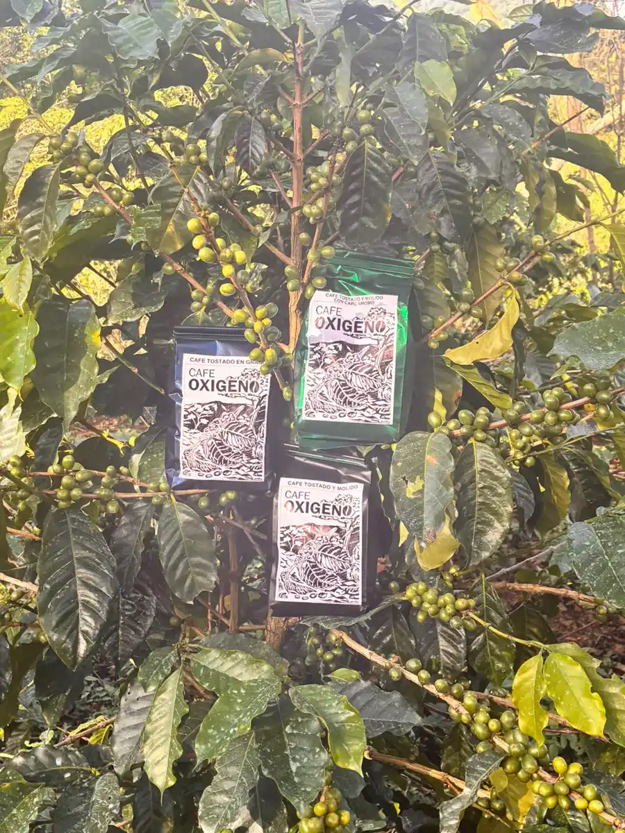 Bolsas de café guatemalteco de finca entre las hojas y los granos verdes de la planta de café