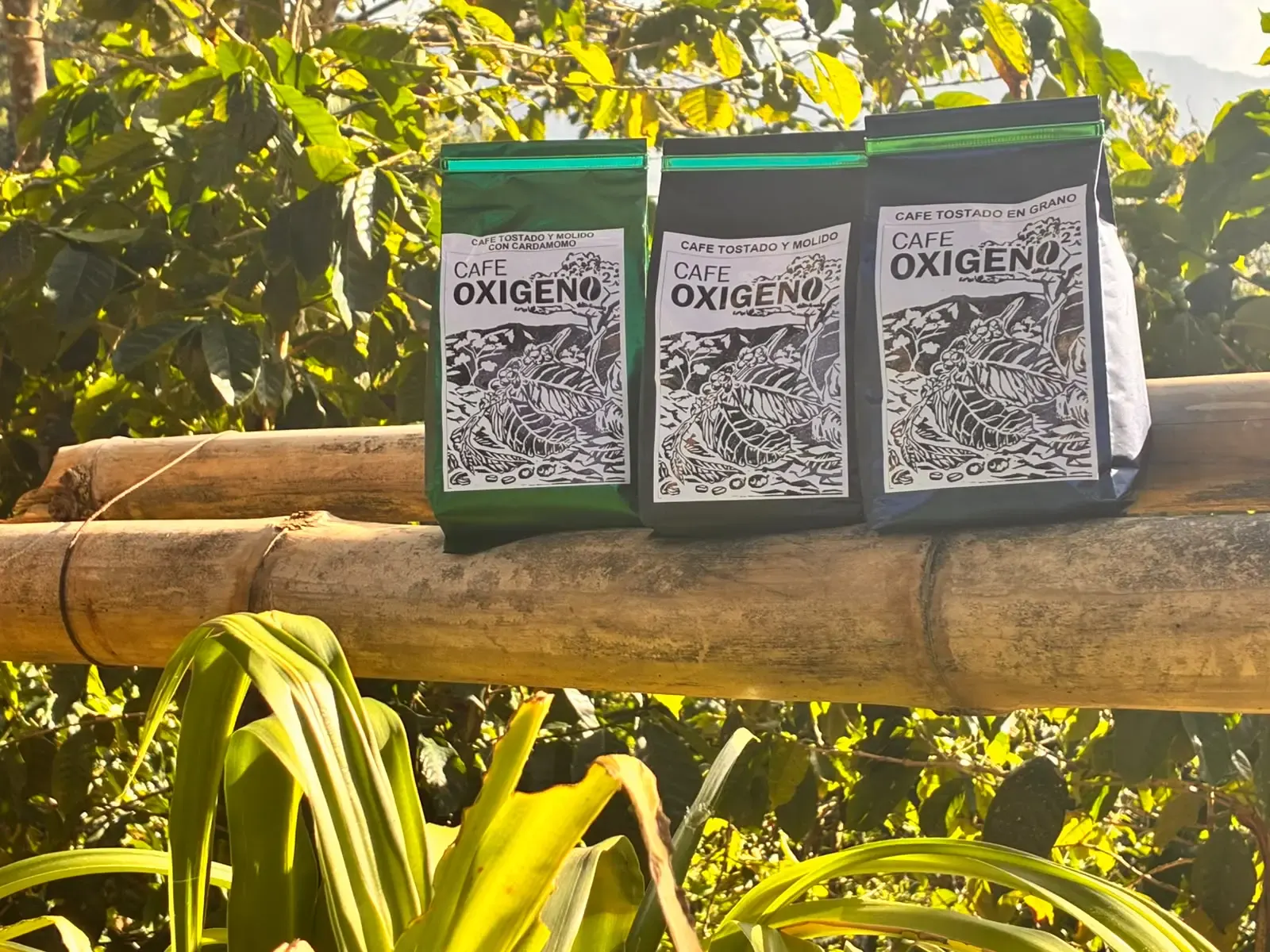 Tres bolsas de café de altura de Alta Verapaz alineadas sobre una caña de bambú entre el follaje